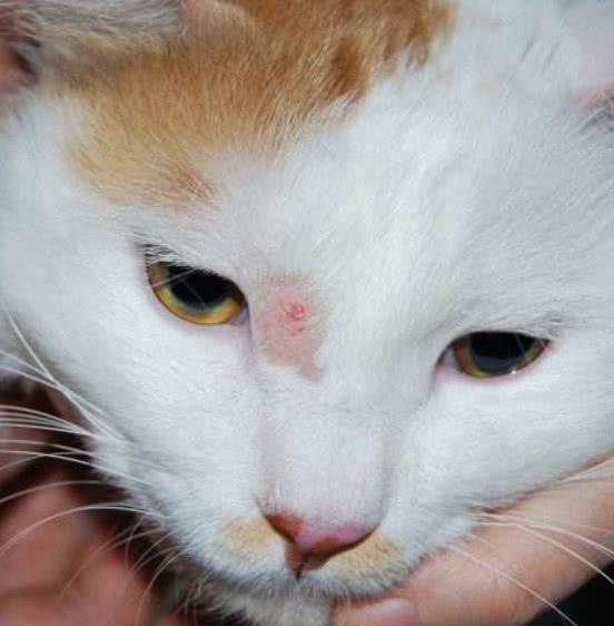 貓咪患了貓癬有什麼症狀（貓咪患皮膚病主要由什麼原因引起）2