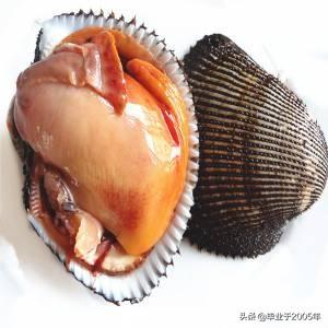 大連海鮮有哪些學名（遼甯大連吃貨們常見貝類海鮮的學名與俗稱）17