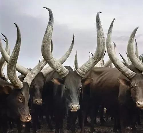 世界上十大最強壯的牛（盤點世界上最獨特的牛）5