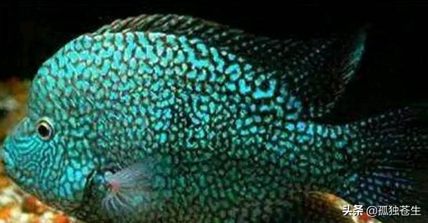 熱帶魚的種類大全及名稱（熱帶魚常見的十個品種）1