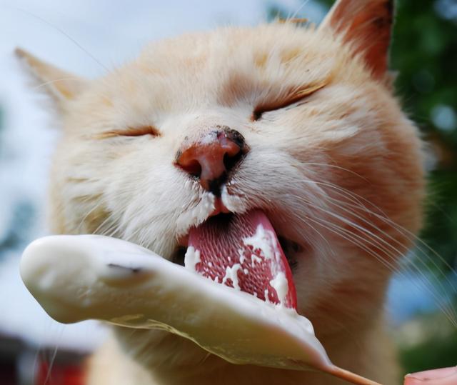 貓咪除了貓糧還可以吃什麼東西（貓咪除了吃貓糧）5