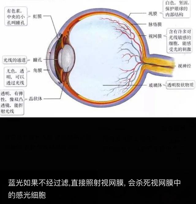 葉黃素是保護眼睛的重要元素（葉黃素如何從食物中獲得用于保護視力）2