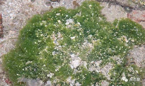 海缸裡面綠藻太多是什麼原因（綠色藻的處理與治療）13