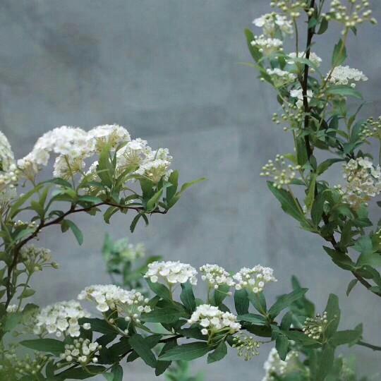 100種常見白色的切花（不常見的幾個切花品種及它的語意）8