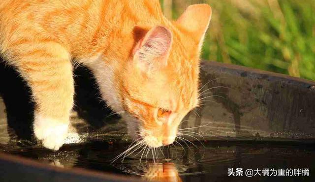 貓咪不吃不喝能喝水嗎（貓咪不能喝生水）9