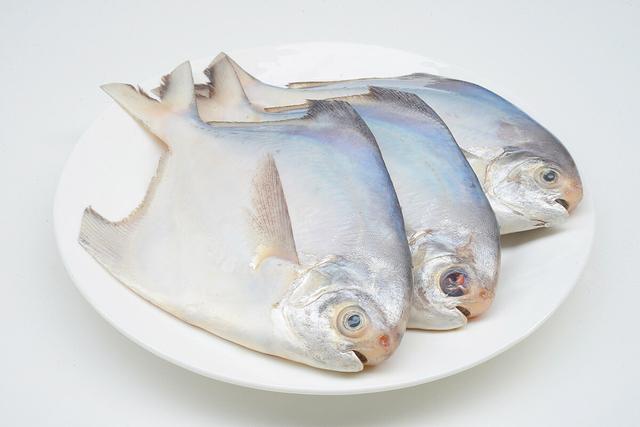 适合人工養殖的魚排名（老漁民推薦的這6種魚）9
