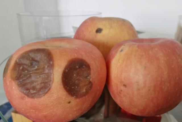 哪幾種水果能放冰箱（6種放冰箱壞得更快的水果）3