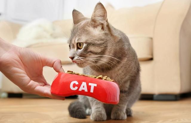 貓咪除了貓糧還可以吃什麼東西（貓咪除了吃貓糧）1