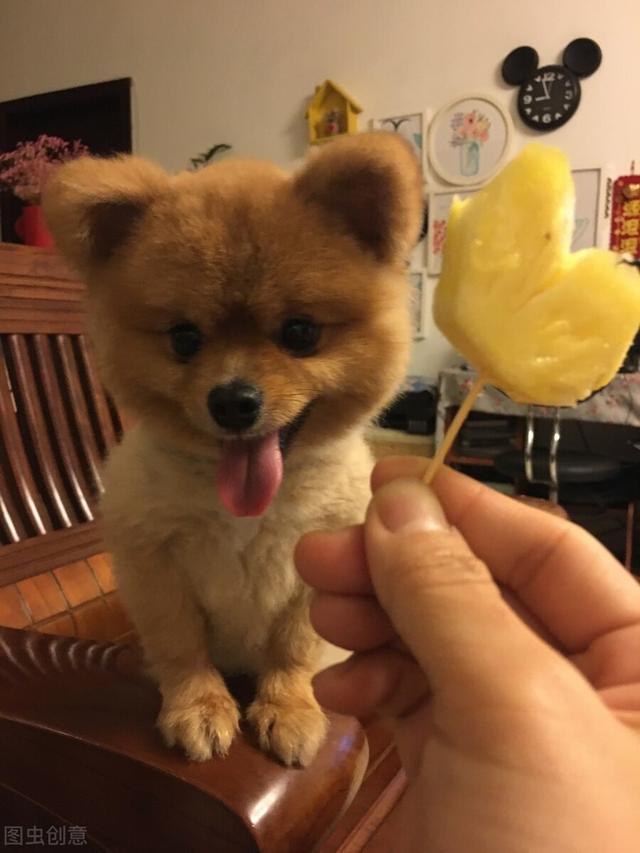狗狗能吃鮮菠蘿（繕寵學堂菠蘿雖可口）3
