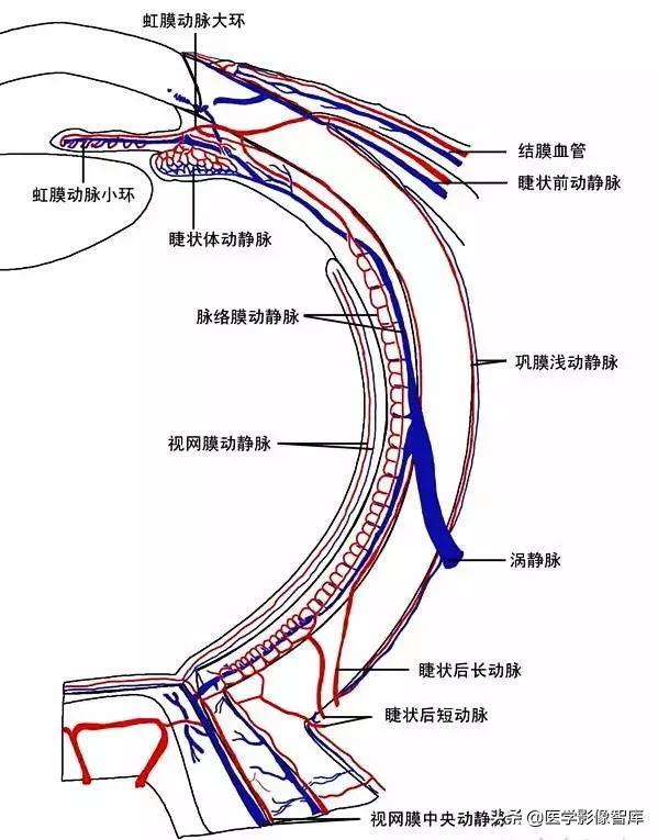 ct與mri斷層解剖學袖珍圖譜電子版（眼眶MRI斷層解剖速查圖譜）25