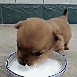 狗狗兩個月可以喝羊奶嗎
