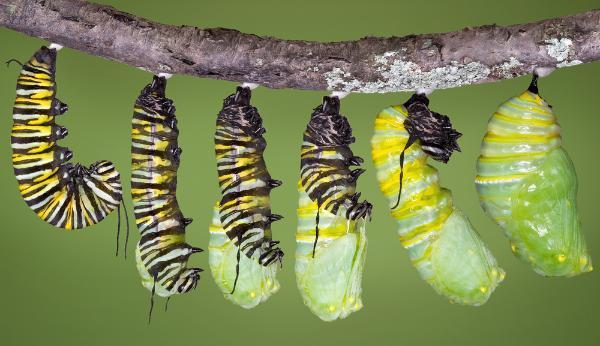 毛毛蟲從卵變成蝴蝶生長過程（毛毛蟲的變态發育究竟是怎麼做到的）1