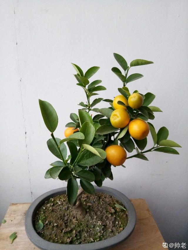家養桔子樹結的橘子一直不變黃（門口桔子樹總出毛病）4