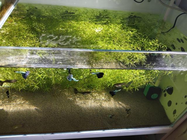 怎麼養出一缸好綠水給孔雀魚（打造一個近似完美的孔雀魚空氣缸）7