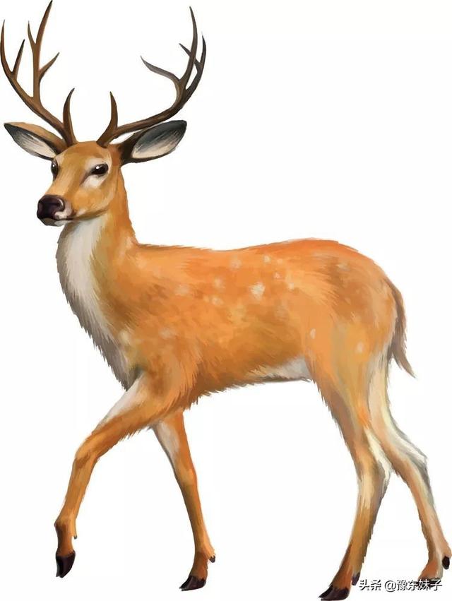 鹿的形象象征意義（在古人的裝飾藝術上）1
