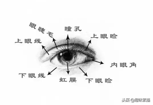 素描怎麼畫眼睛步驟圖解（如何畫素描眼睛）2