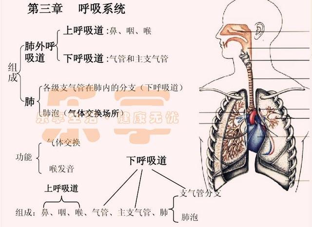 呼吸系統疾病常見有哪些（人體八大系統之）4