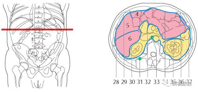 肝總管ct解剖位置（收藏上腹部CT斷層）28