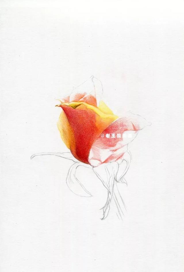 用鉛筆畫一朵逼真的玫瑰（老王教你畫一朵玫瑰花）9