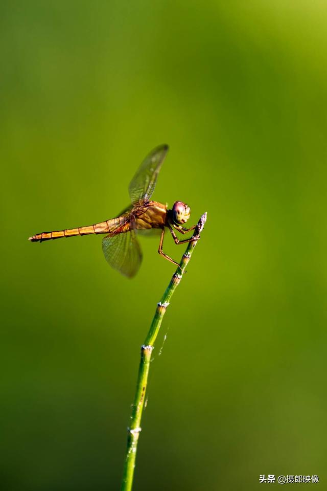 最美的紅蜻蜓（讓我再靠近瞅一瞅兒時的最愛）4