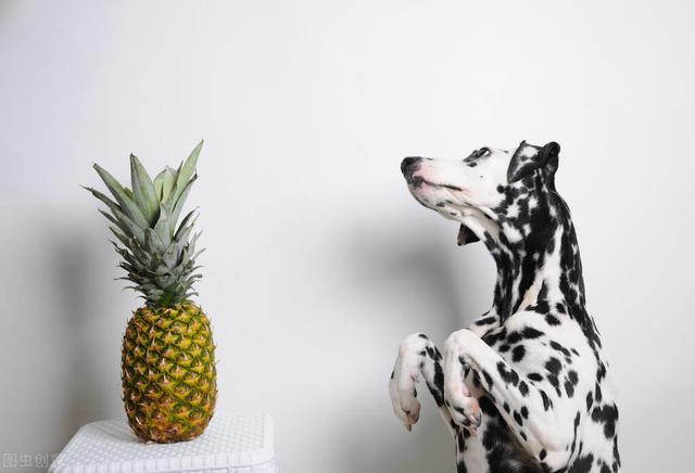狗狗能吃鮮菠蘿（繕寵學堂菠蘿雖可口）1