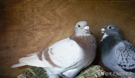 公鴿和母鴿子為什麼不能孵蛋（鴿子孵蛋的時候怎麼做合适）2