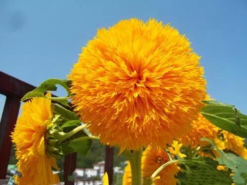 重瓣太陽花的類型（重瓣向日葵欣賞）6