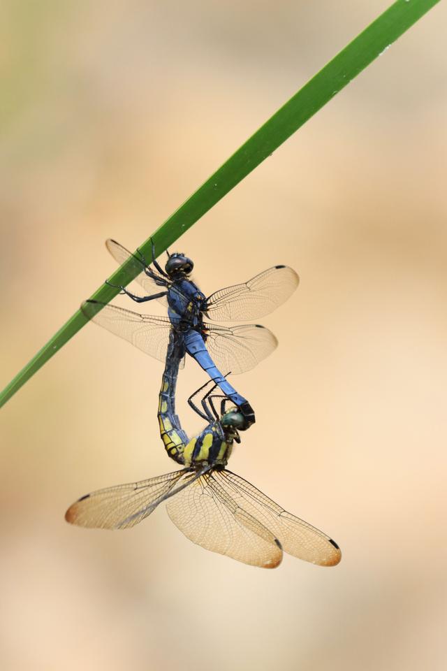 輕盈的蜻蜓（美麗的殺手蜻蜓）3