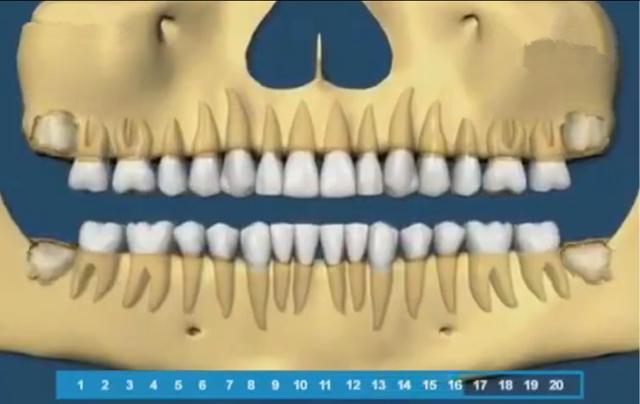寶寶的牙齒生長規律是怎樣的（組圖帶你了解寶寶的牙齒生長順序）7