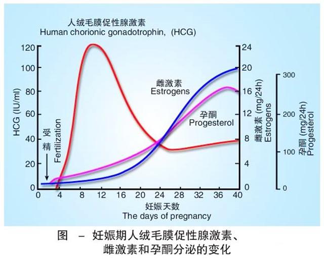 懷孕hcg翻倍對胎兒有影響嗎（孕期HCG翻倍說明胎兒很健康）3