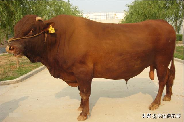農村養肉牛還是養土黃牛好（都愛養這5種黃牛）13