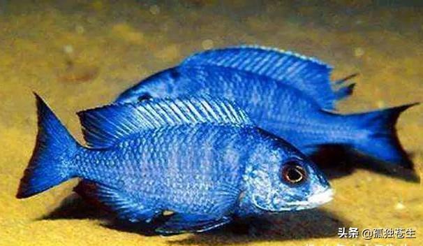 熱帶魚的種類大全及名稱（熱帶魚常見的十個品種）3