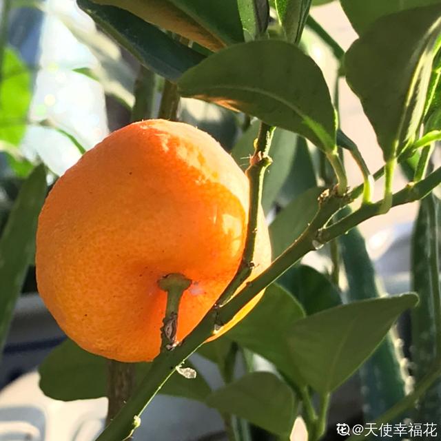 家養桔子樹結的橘子一直不變黃（門口桔子樹總出毛病）7