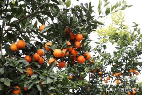 意大利血橙對皮膚的功效與作用（玫瑰血橙功效與食用禁忌）7