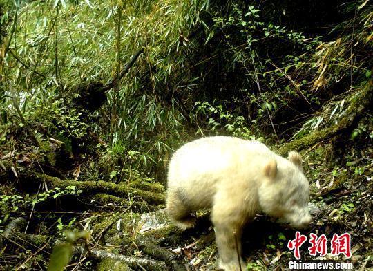 卧龍大熊貓自然基地（四川卧龍國家級自然保護區拍攝到白色大熊貓）2