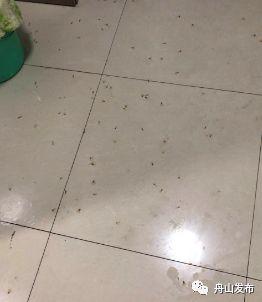 飛到家裡的白蟻有什麼壞處（家中飛進白蟻要如何處理）2