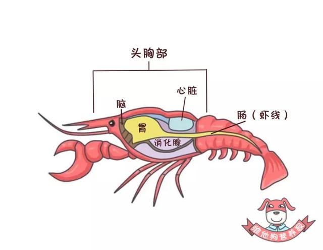 小龍蝦頭裡的蝦黃真的能吃嗎（小龍蝦的蝦頭裡是）6