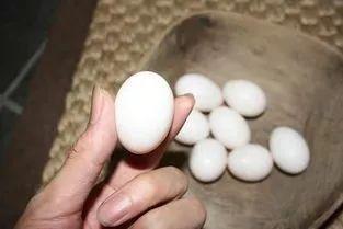 雞蛋鴨蛋鵝蛋哪種蛋營養價值高（健康雞蛋）3