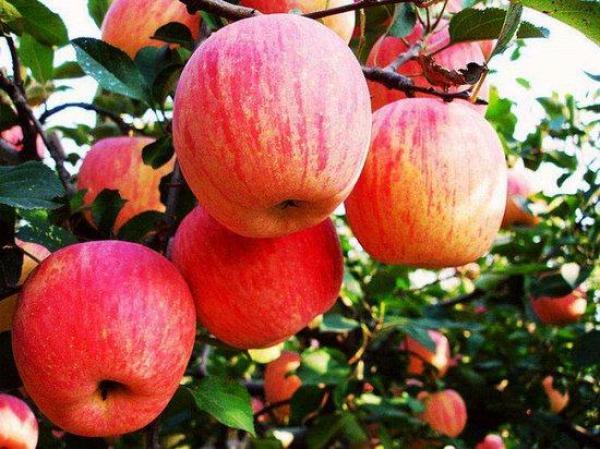 每天吃蘋果能增強抵抗力嗎（常吃蘋果好處多）1