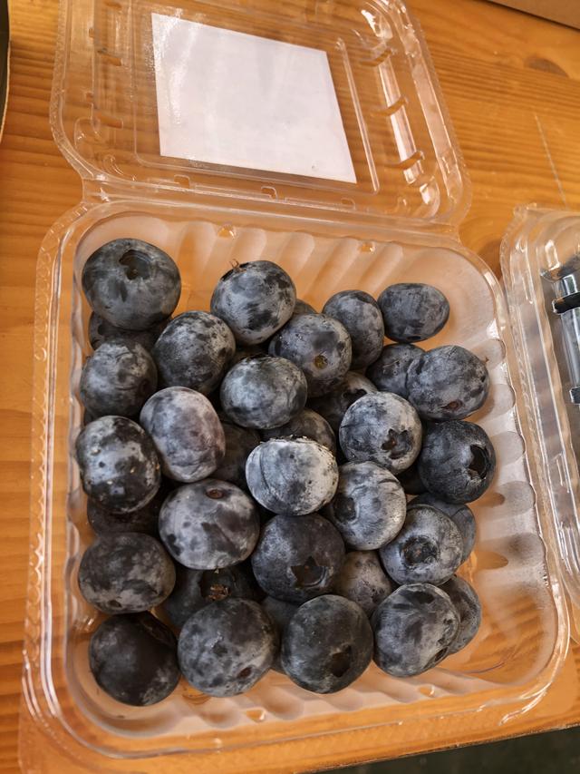 藍莓成熟期采摘（奉賢本土藍莓上市）2