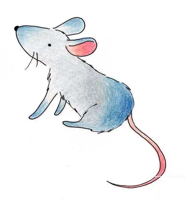 所有的老鼠都有寄生蟲嗎（老鼠體表有多少類寄生蟲）2