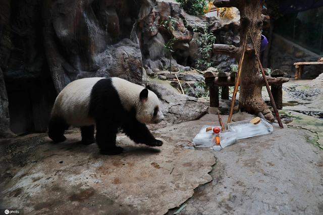 北京動物園熊貓防暑（北京動物園飼養員高溫天主動加班給動物防暑）2