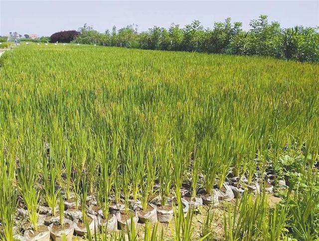 生長期短的抗倒水稻品種（多肽有機基質旱稻在扶風種植成功）1