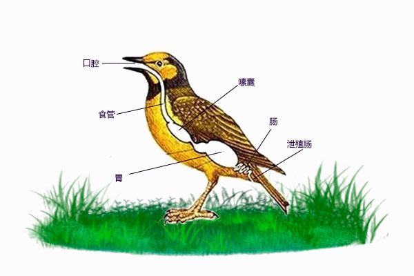 鳥類的消化系統由什麼組成（鳥類的消化系統與結構）2