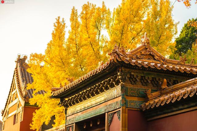 北京故宮的秋景（上新啦有一種美）1
