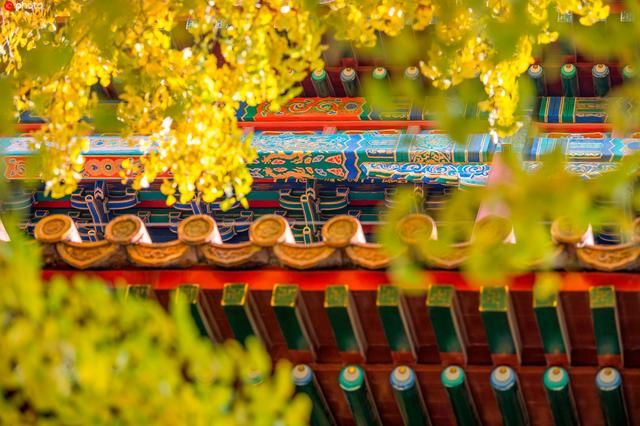 北京故宮的秋景（上新啦有一種美）3