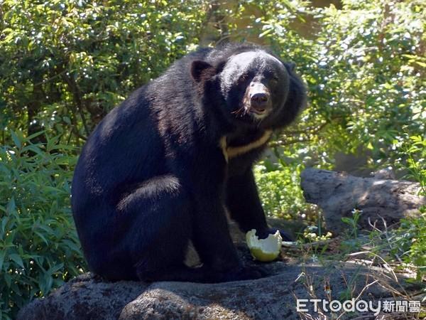 黑熊為什麼變黑（亞洲黑熊黑糖12歲了）1