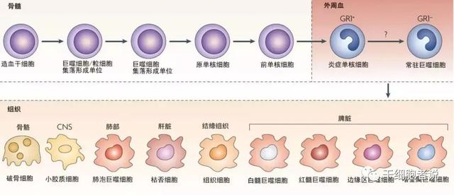 巨噬細胞的原理（人類免疫系統的精靈）2
