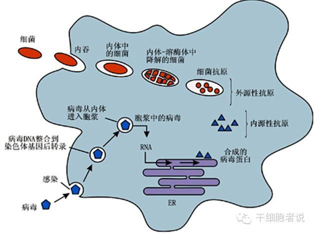 巨噬細胞的原理（人類免疫系統的精靈）9