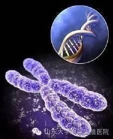 怎樣看染色體核型分析報告（生殖健康說什麼是染色體核型分析）2